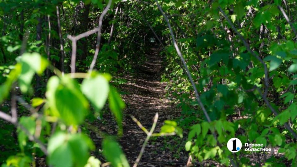 Под Челябинском незаконно срубили 46 берез