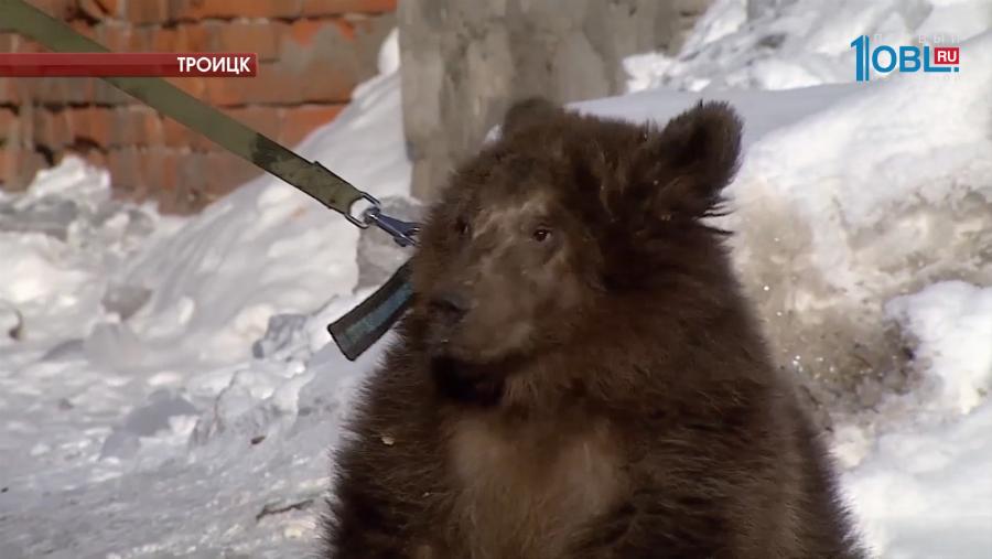 Троицкому медведю Степе снова передали подарки от челябинцев