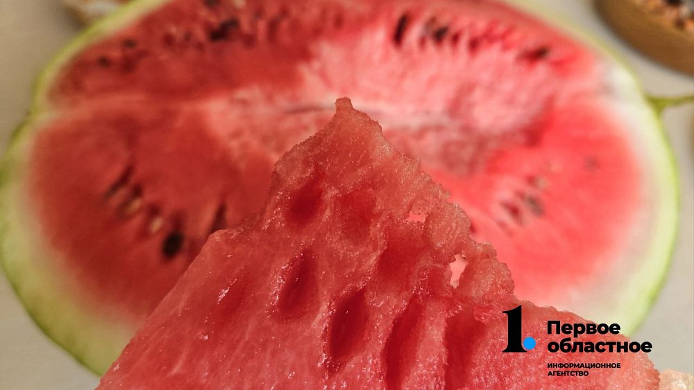 Семья из Челябинской области собрала с бахчи более 400 кг арбузов