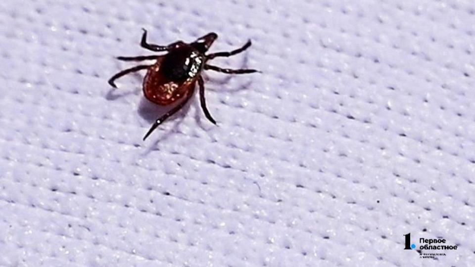 Клещи активизировались в Челябинской области в конце ноября