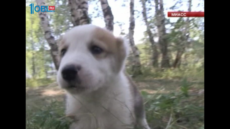 Школьнице из Миасса подарили алабая 