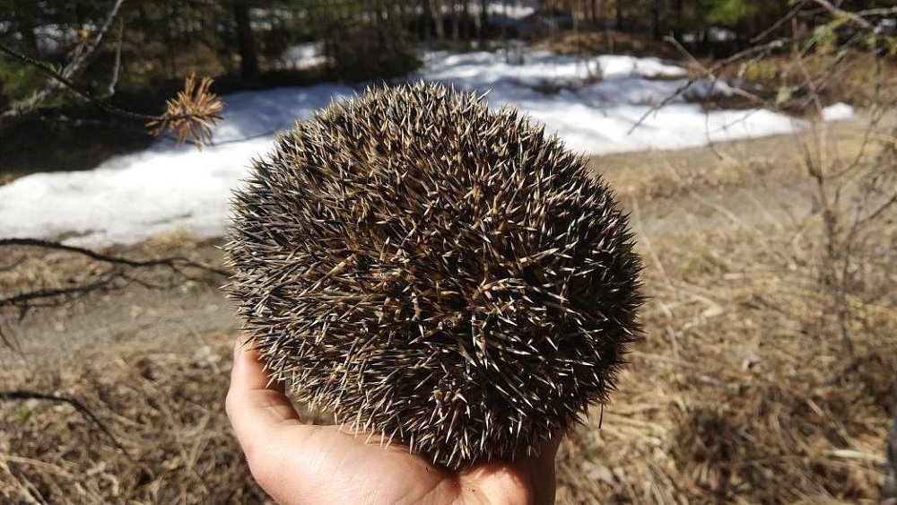 Челябинцам объяснили, почему опасно брать в руки лесных ежей