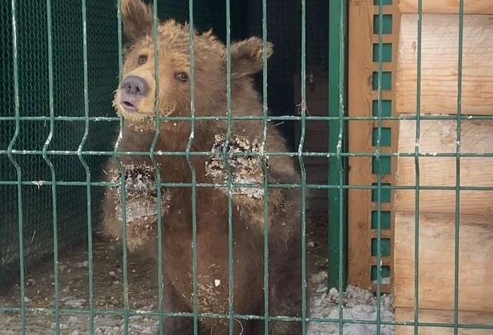 Медвежонок Соня в Челябинске переведена в открытый вольер