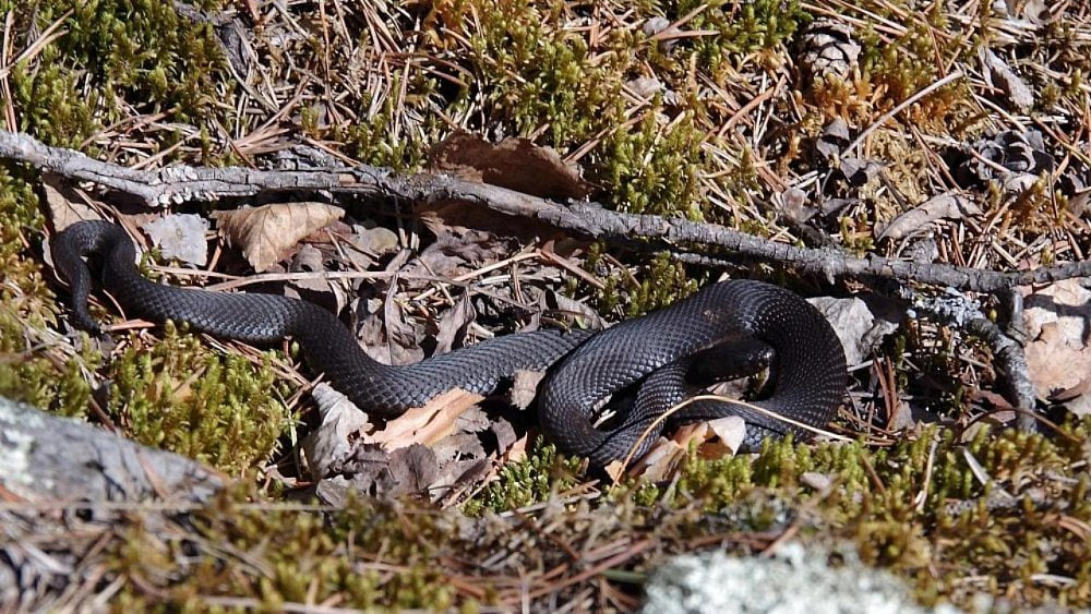 Челябинский дезинфектор рассказал, как защитить участок от змей
