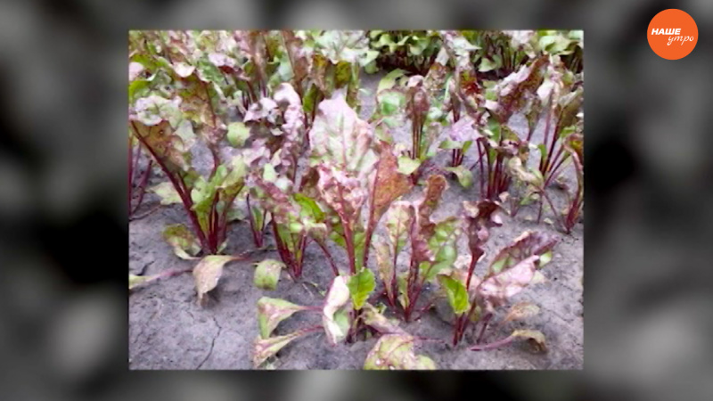 Садовые истории: Все о свекле 