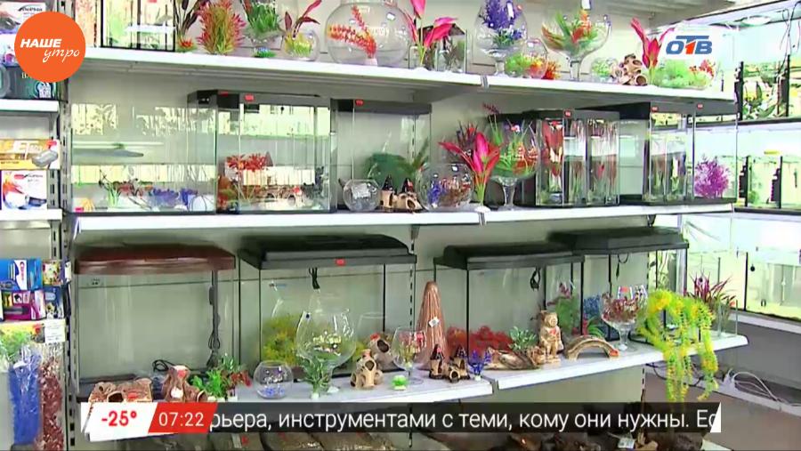 Пушистое утро – рыбки