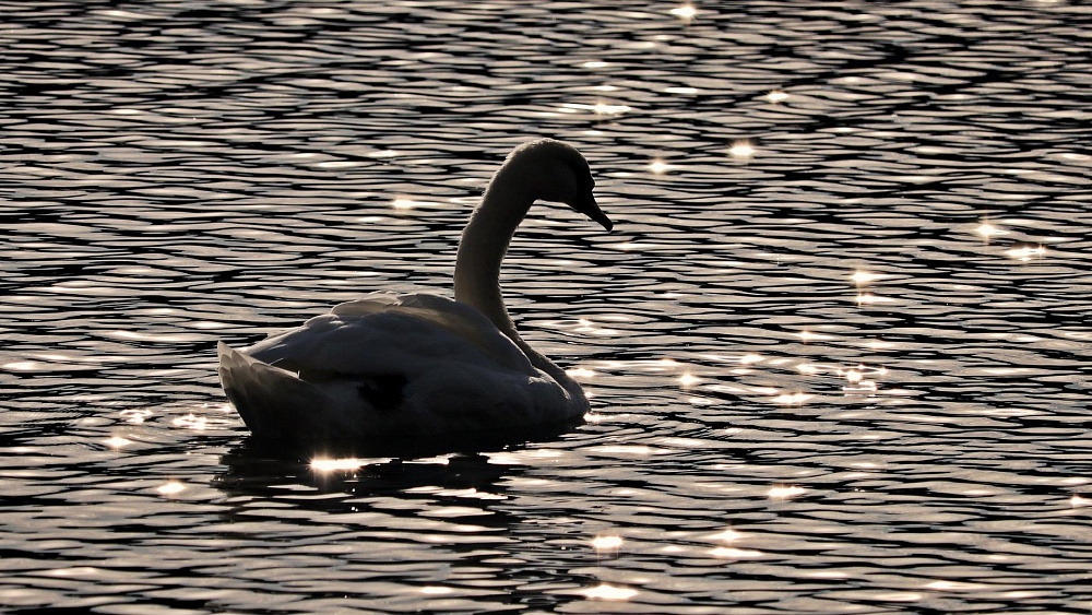 В Челябинской области возбудили дело о незаконной охоте на лебедя из Красной книги