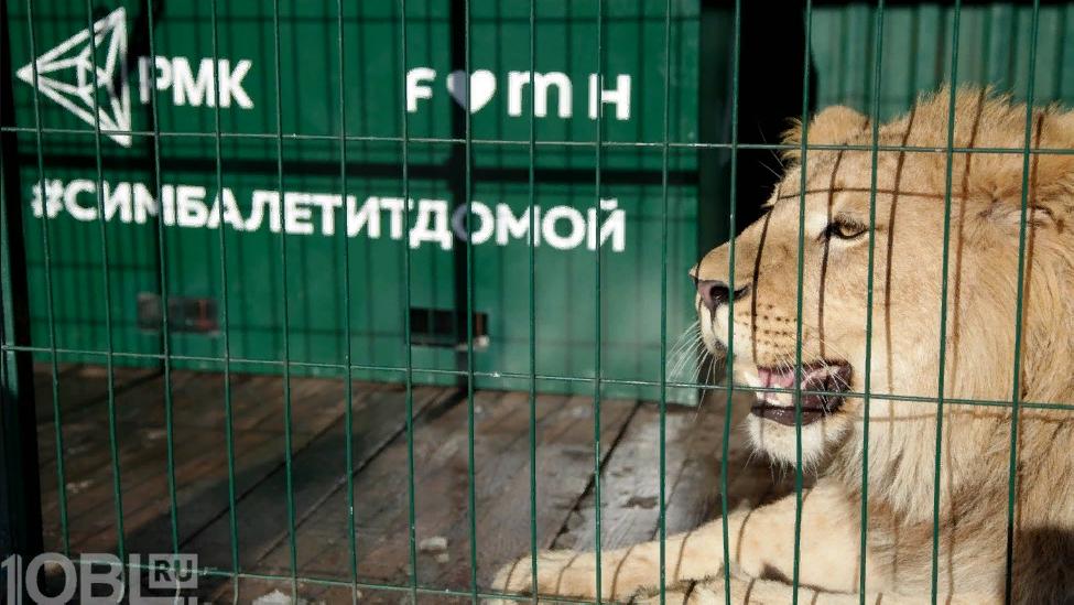 Кто владеет приютом для животных в деревне пятницкое. Приют для животных симба. Лев симба карен даллакян. Львёнок симба и карен даллакян. Карен даллакян челябинск приют для животных спаси меня.