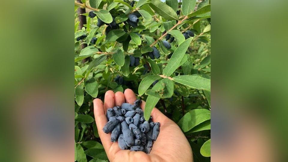 Сельхозпредприятия позвали южноуральцев на сбор жимолости