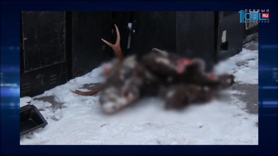 Общественники и чиновники решают, как эффективно бороться с браконьерами