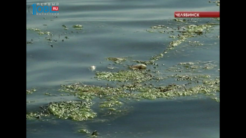 В трех озерах Челябинска обнаружили кишечную палочку