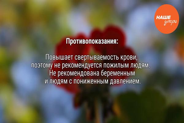 Все о герани