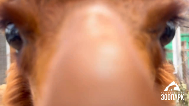 В Челябинском зоопарке часть семейства альпака переехали