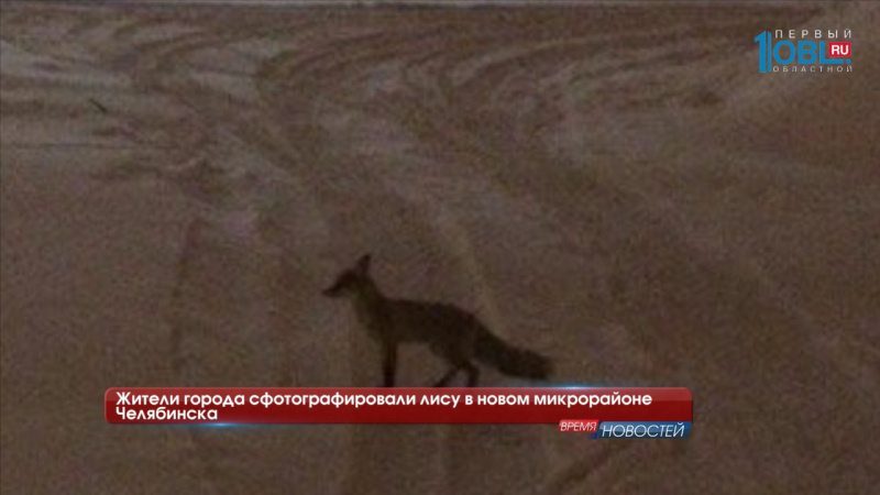 Жители города сфотографировали лису в новом микрорайоне Челябинска