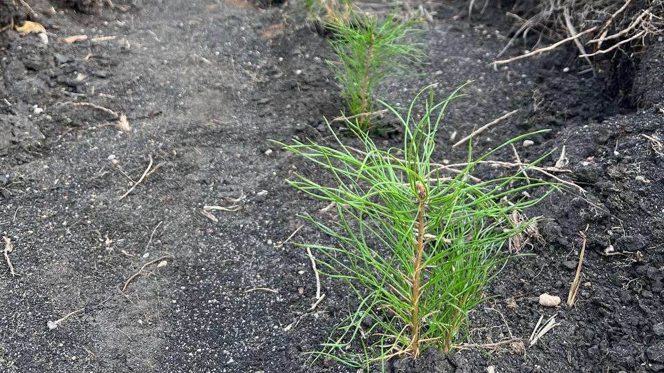 В Челябинской области высадили более шести тысяч молодых деревьев