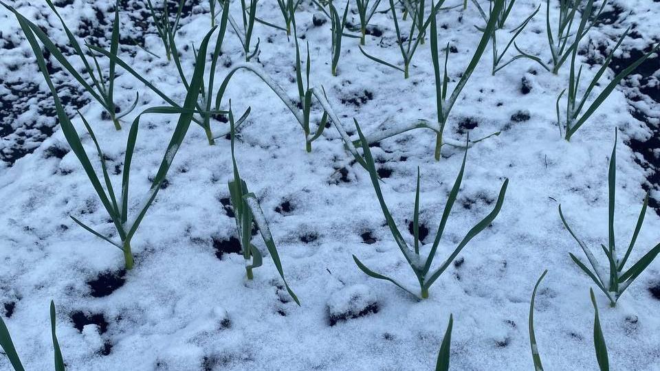 В ряде городов Челябинской области 4 мая выпал снег