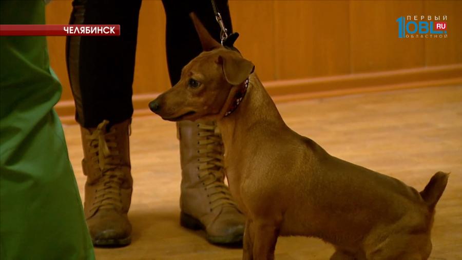 Челябинские ветеринары предлагают бесплатно привить домашних животных