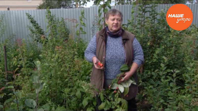 Укрываем клубнику и малину