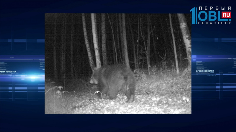 Дикие звери попали в объективы камер