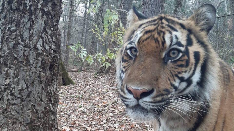 В Хабаровском крае погиб тигр Гектор, спасенный челябинским зоозащитником