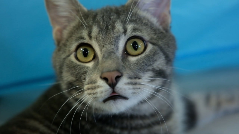 В Челябинске прекращает работу котокафе