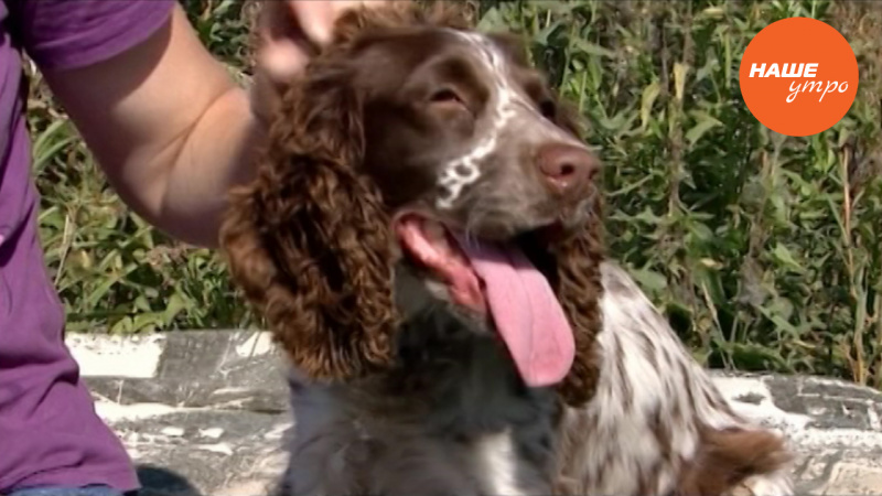 Спаниель Лиза