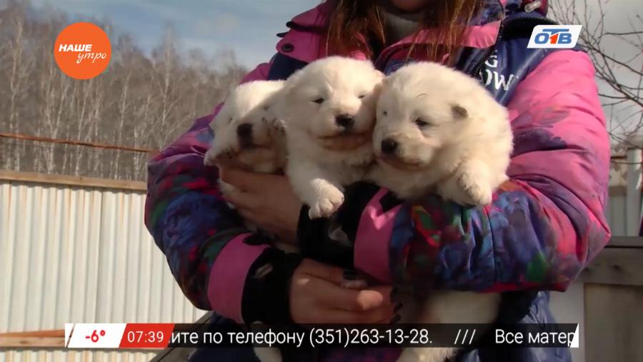 Пушистое утро - о том, как выбрать щенка