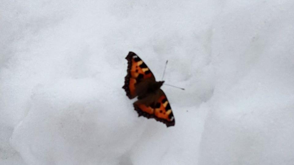 В Челябинской области начали просыпаться насекомые в начале февраля