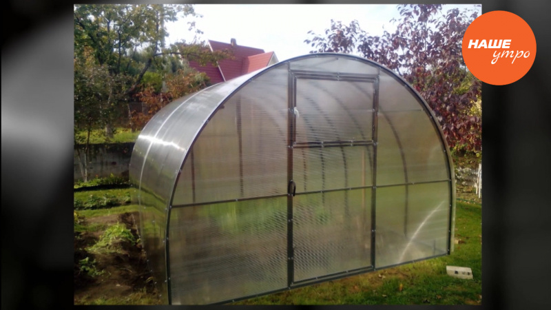 Размножаем черноплодную рябину