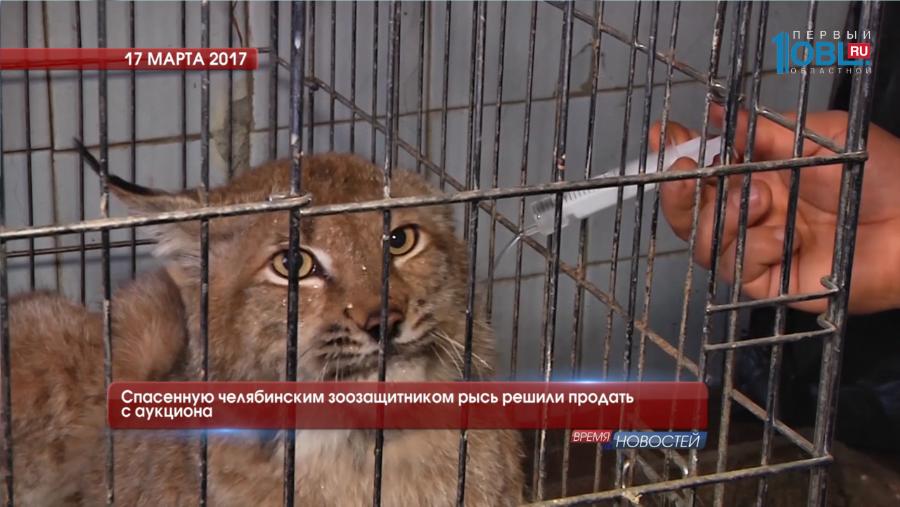 Спасенную челябинским зоозащитником рысь решили продать с аукциона