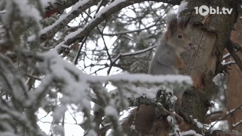 Новогодние каникулы в лесу: как зарядиться силами среди зимней тишины