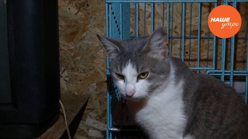 Приучение кошки к лотку