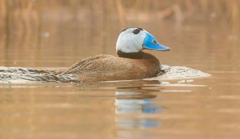 Челябинский проект по спасению утки савки поддержали на федеральном уровне