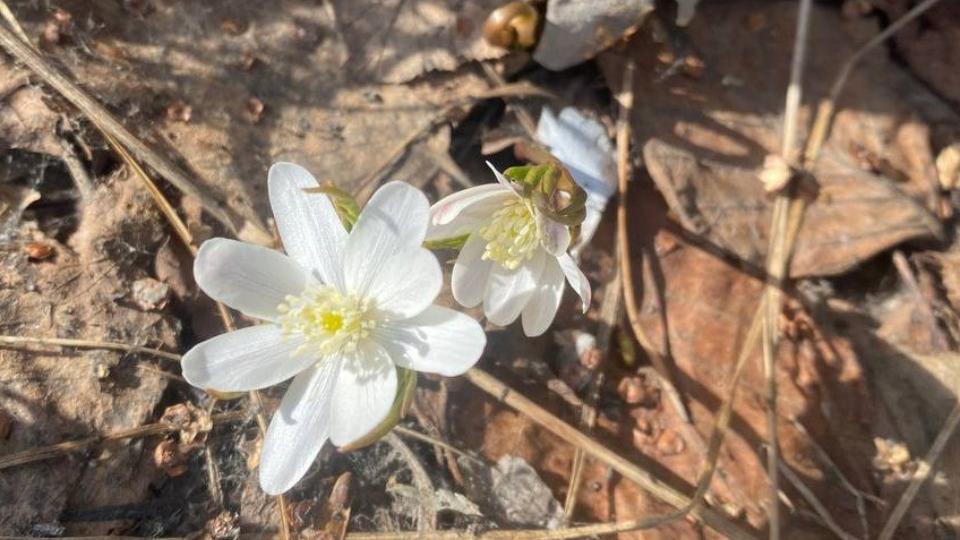 В нацпарках «Таганай» и «Зигальга» проклюнулись первые ветреницы