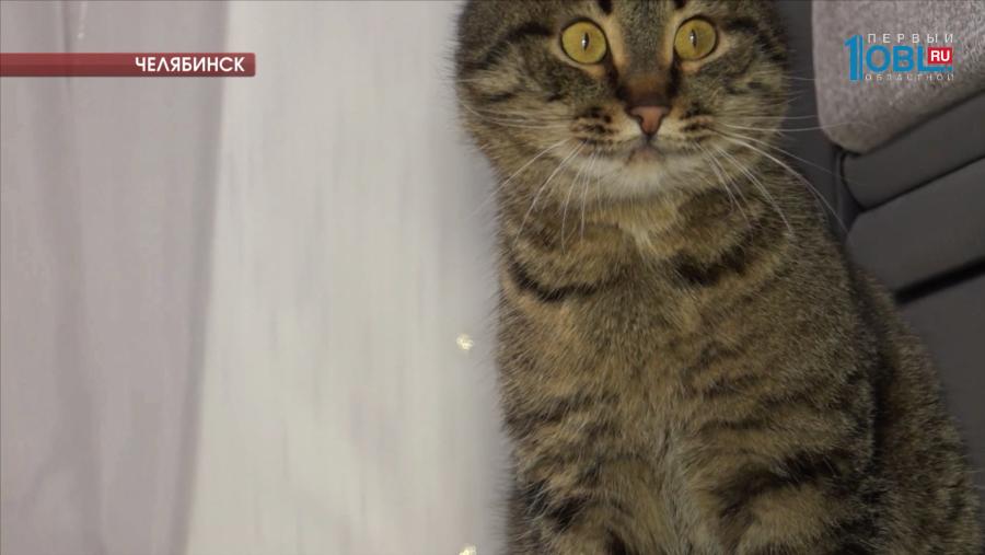 Кота спасли из ледяного плена работники библиотеки