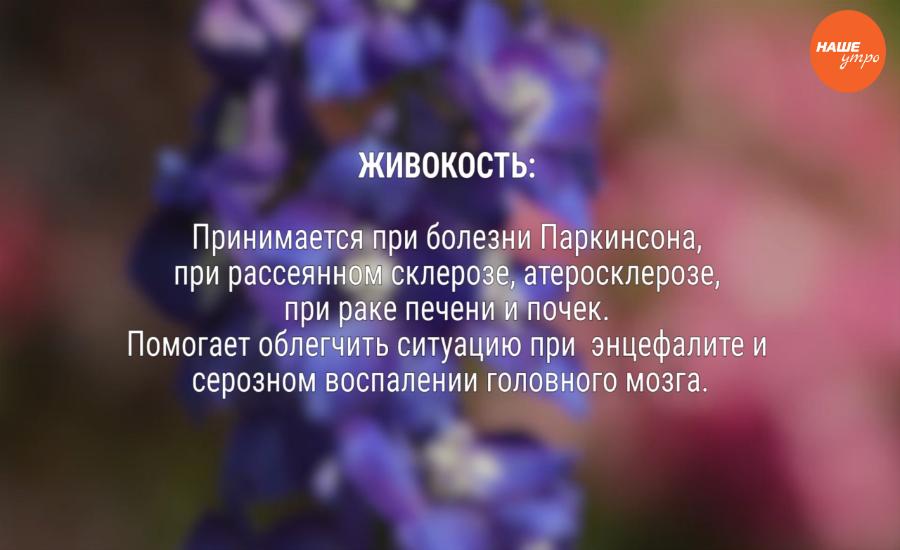 Полезные свойства живокости