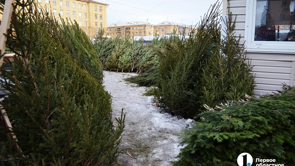 Южноуральцев просят оставлять новогодние елки на контейнерных площадках