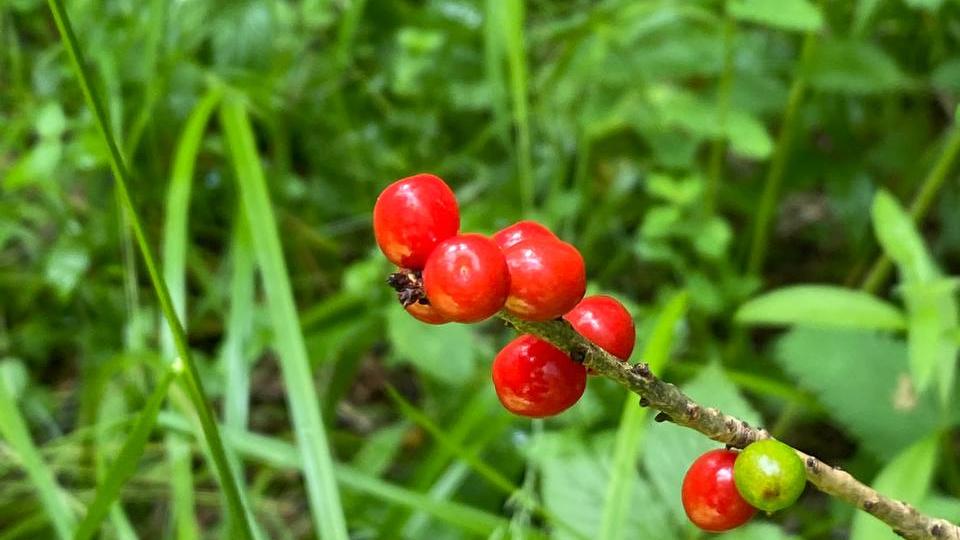 Ярко-красные ягоды волчьего лыка украсили Зигальгу