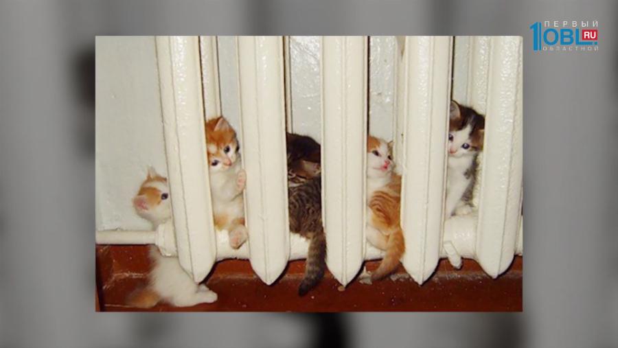 Пушистое утро: Как времена года влияют на кошек