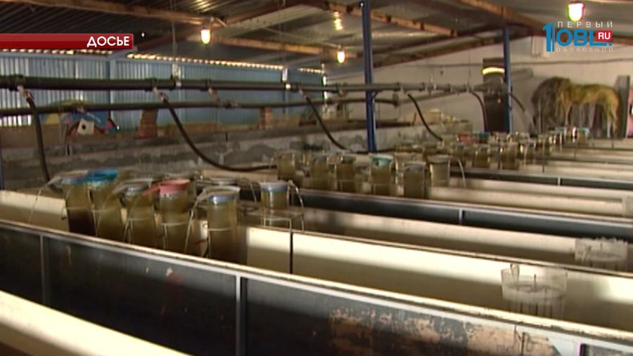 На Южном Урале создадут рыбный кластер