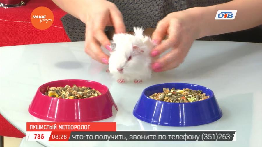 Пушистый метеоролог