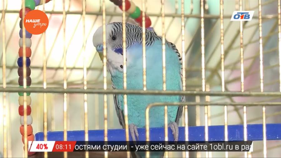 Пушистое утро - о содержании попугаев