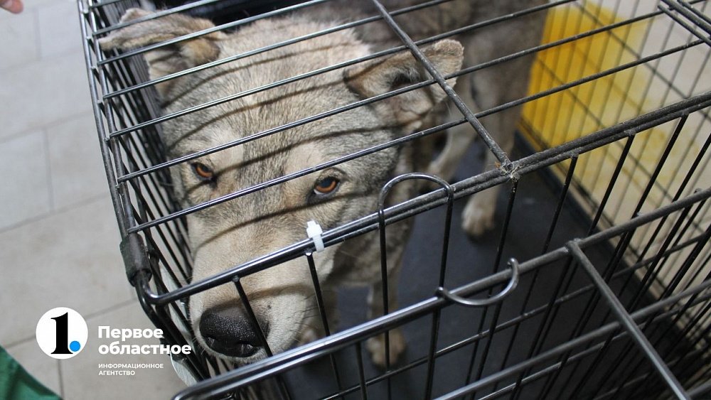 На 12 млн рублей больше потратят на отлов бродячих животных в Челябинской области