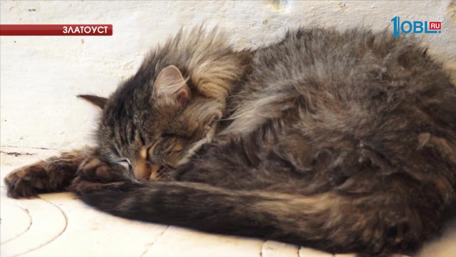 Кот Пух получил травму в драке с рысью