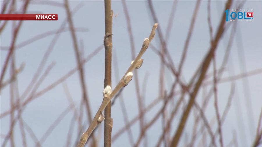  На Южном Урале из-за морозов верба расцвела поздно
