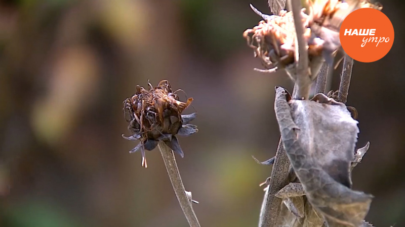 Трава девясил