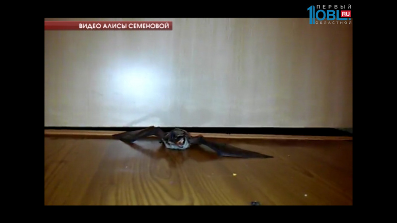 В дома жителей Озерска зачастили летучие мыши