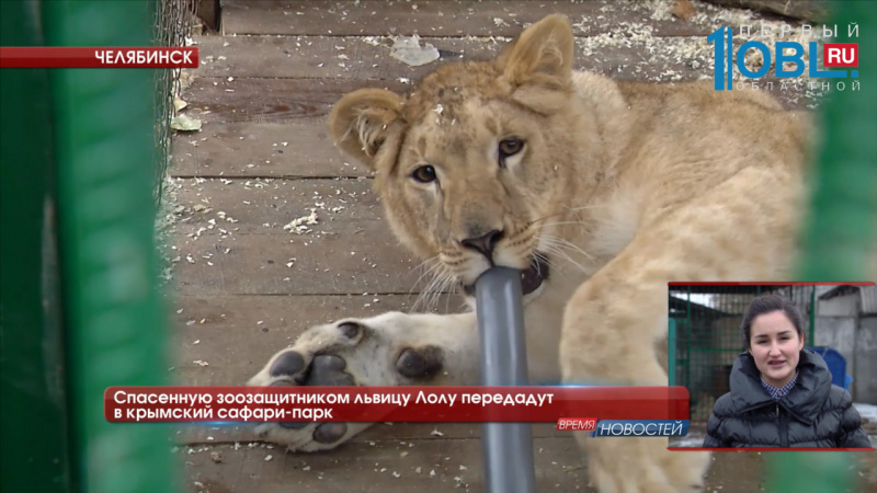 Спасенную зоозащитником львицу Лолу передадут в крымский сафари-парк 