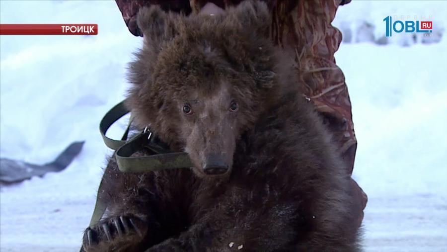 Троицкому медведю Степе передали подарки от челябинцев