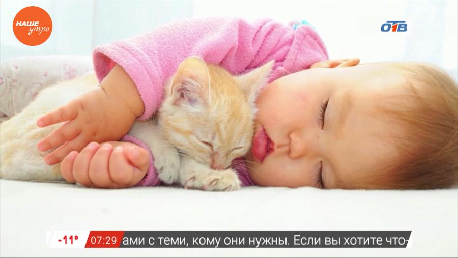 Пушистое утро – кошки